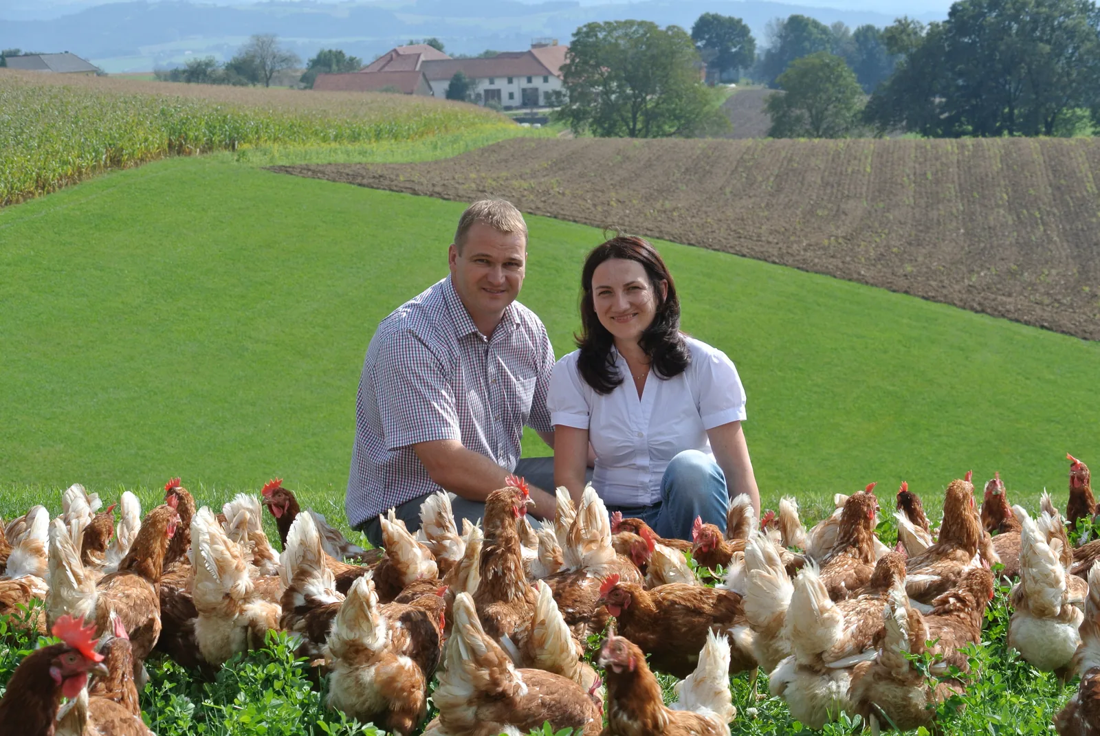 Freilandhühner am Feldrand