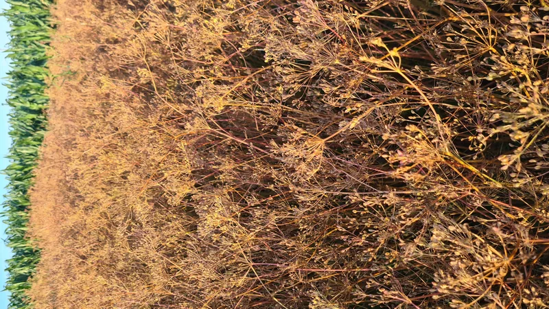 Kümmel – Einblick 7