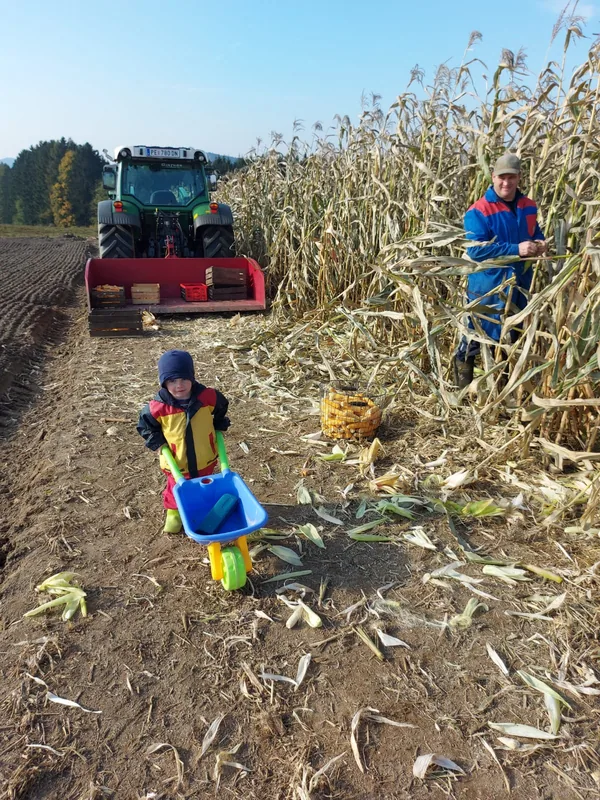Popcorn-Mais – Einblick 2
