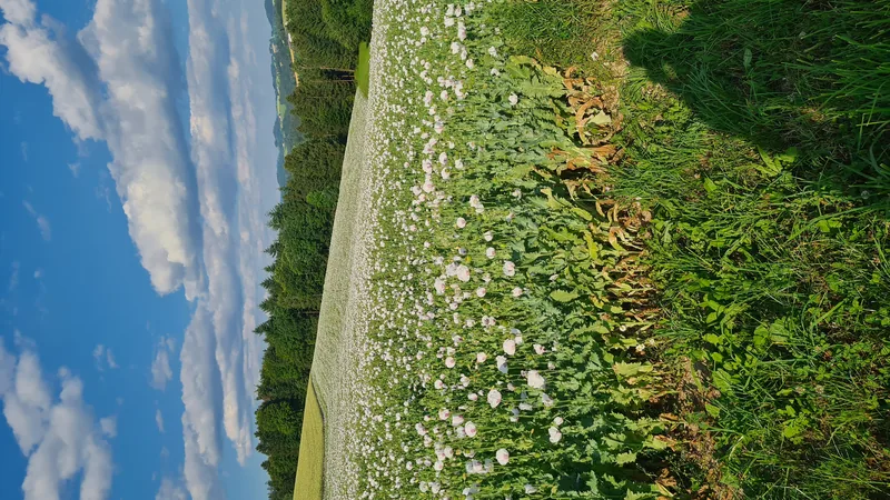Mohn – Einblick 9
