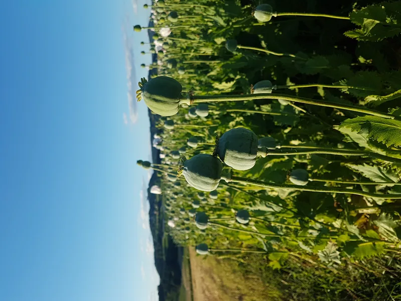 Mohn – Einblick 10