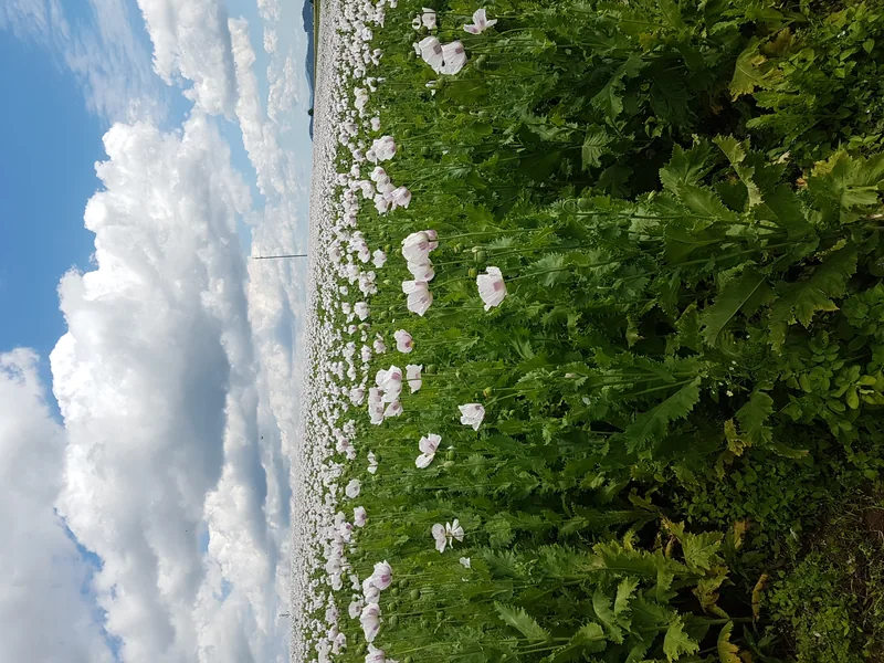 Mohn – Einblick 2