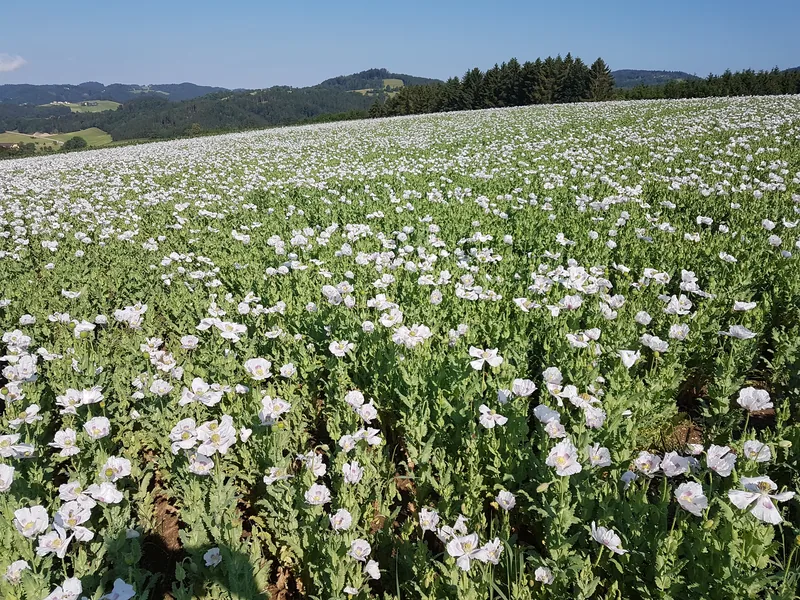 Mohnfeld