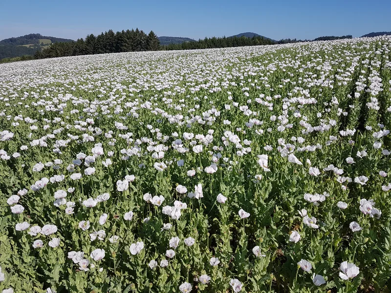 Mohn – Einblick 5