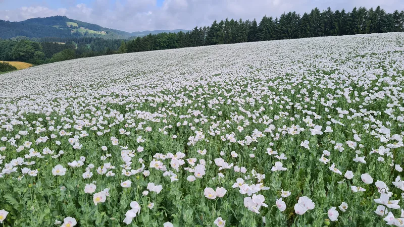 Mohn – Einblick 6