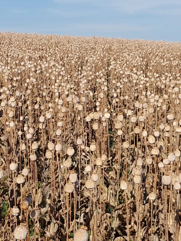 Mohn – Einblick 7