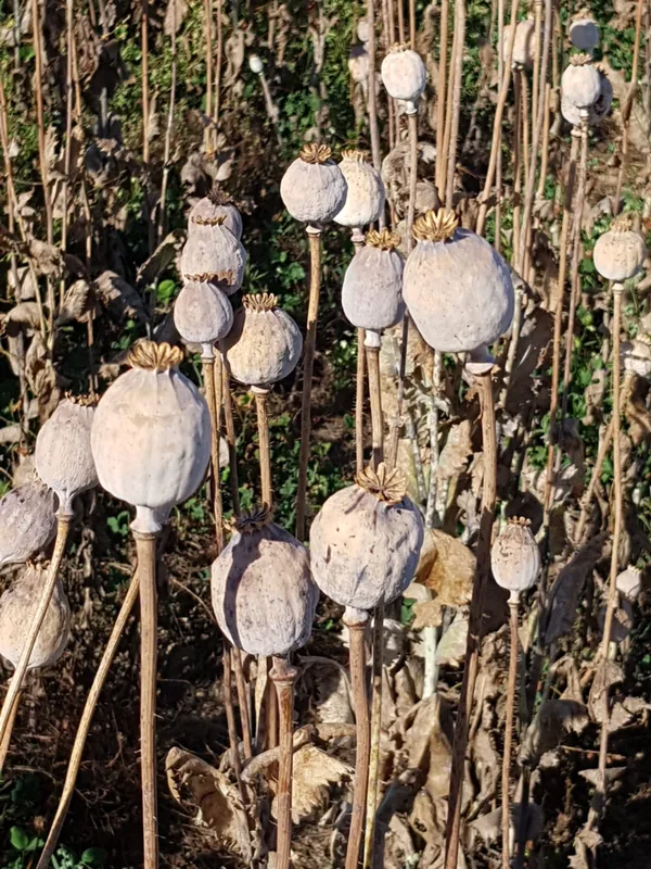 Mohn – Einblick 8